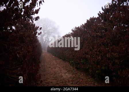 Jeriquara, Brésil. 29 juillet 2021. La plantation de café se trouve sous un brouillard épais à Jériquara, dans la région d'Alta Mogiana, Sao Paulo, le 29 juillet 2021, au cours d'un front froid qui atteint le sud et certaines parties du sud-est et du Midwest du Brésil. Les producteurs ont perdu la plupart de leurs usines de café en raison de fortes gelées ces dernières semaines. Les feuilles de couleur brune sont un signe de la combustion des caféiers en raison de la glace formée pendant la nuit. (Photo par Igor do Vale/Sipa USA) crédit: SIPA USA/Alay Live News Banque D'Images