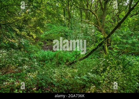 Roseaux d'eau et arbres qui poussent en boggy en plein soleil l'après-midi dans le bois de Highcliffe à Bents Green, Sheffield. Banque D'Images