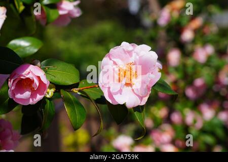 Une fleur de camellia japonica rose en fleur sur l'arbre Banque D'Images