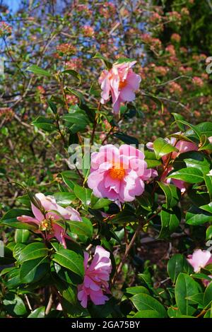 Une fleur de camellia japonica rose en fleur sur l'arbre Banque D'Images