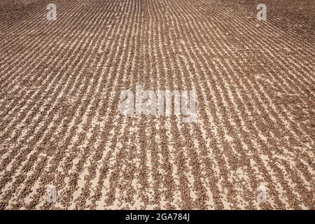 Une énorme quantité de graines de pastèque séchant au soleil à l'usine Banque D'Images