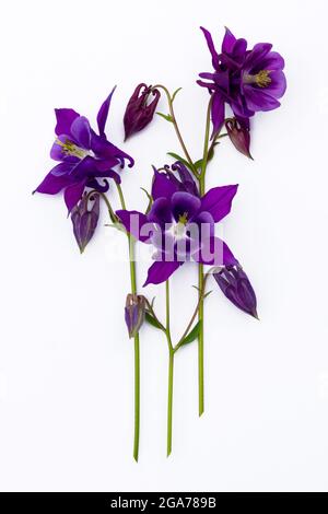 Bouquet de fleurs bleu vif et violet de printemps isolé sur fond blanc. Vue en gros plan, mise à plat, vue de dessus Banque D'Images