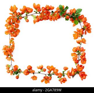 cadre de branches de printemps tendres avec gros plan de fleurs de coing brillantes isolées sur fond blanc Banque D'Images