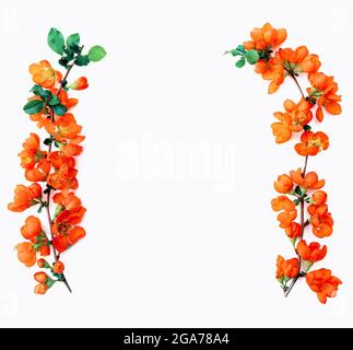 brindilles avec gros plan de fleurs de coing brillantes isolées sur fond blanc Banque D'Images