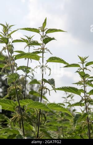 Urtica dioica, souvent connu sous le nom d'ortie commune, ortie en os ou feuilles d'ortie poussant sur River Mole, Leatherhead, Surrey, Angleterre, Royaume-Uni, Été, 2021 juillet Banque D'Images