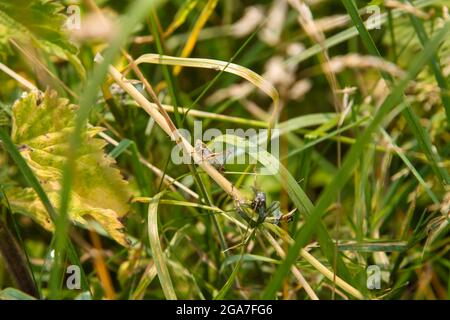 Un petit sauterelle sur Urtica dioica, souvent connu sous le nom d'ortie commune, d'ortie ou de feuille d'ortie poussant sur River Mole, Leatherhead, Surrey, Angleterre, Banque D'Images