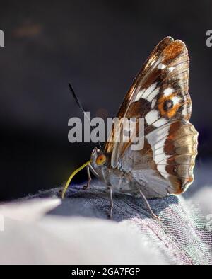 Le papillon repose sur sa manche avec ses ailes repliées. Marron, papillon rouge, grands yeux, long proboscis Banque D'Images