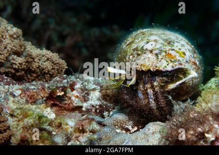 Crabe hermite de récif avec une coquille de sorbette sur son dos rampant sur un corail, Panglao, Philippines Banque D'Images