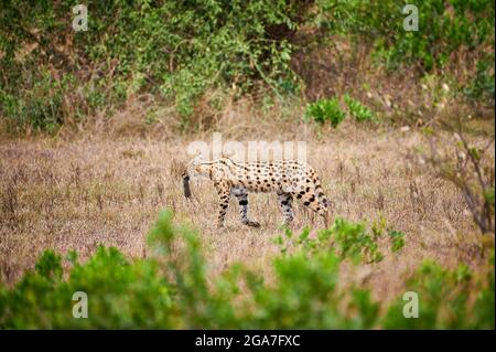Serval avec la souris comme proie dans la bouche (Lepheturus serval), Parc national du Serengeti, Tanzanie, Afrique Banque D'Images