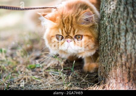 Portrait de chat persan rouge amusant avec une laisse dans le parc Banque D'Images