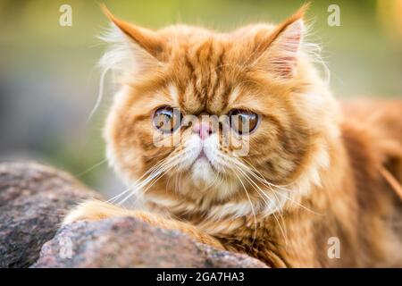 Portrait de chat persan rouge avec de grands yeux ronds orange Banque D'Images