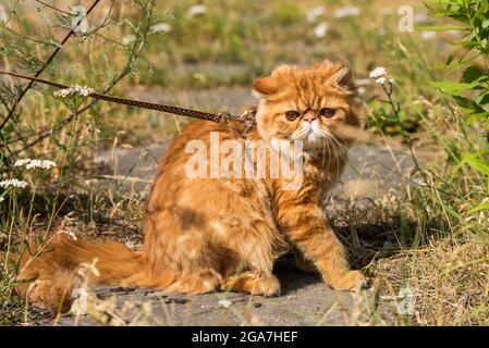 Portrait de chat persan rouge drôle avec une laisse marchant dans la cour. Banque D'Images