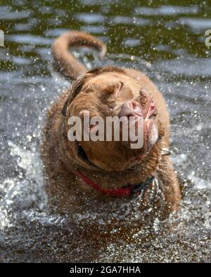 Chien fou / chien stupide secouant de l'eau - visage stupide avec les yeux sauvages et expression étrange Banque D'Images