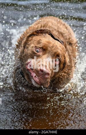 Chien fou / chien stupide secouant de l'eau - visage stupide avec les yeux sauvages et expression étrange Banque D'Images