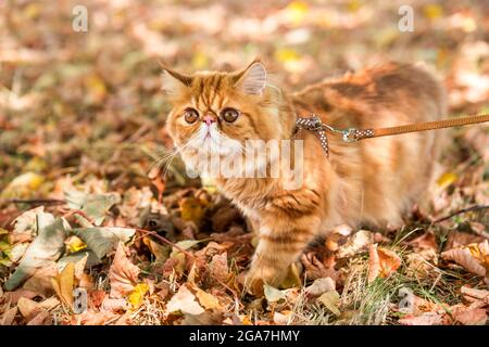 Chat persan rouge avec une laisse marchant dans la cour. Banque D'Images