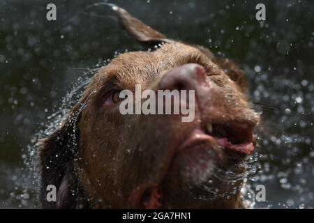 Chien fou / chien stupide secouant de l'eau - visage stupide avec les yeux sauvages et expression étrange Banque D'Images