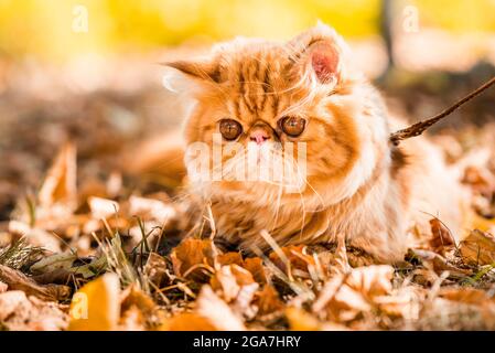 Chat persan rouge avec une laisse marchant dans la cour. Banque D'Images