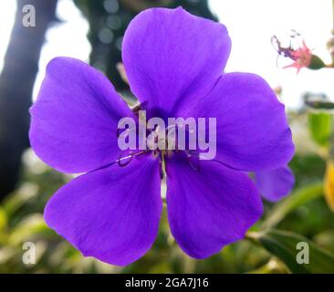 Ruellia simplex. Ruellia est un genre de plantes à fleurs communément appelé ruellias ou pétunias sauvages. Banque D'Images