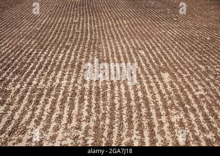 Une énorme quantité de graines de pastèque séchant au soleil à l'usine Banque D'Images