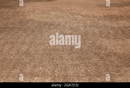 Une énorme quantité de graines de pastèque séchant au soleil à l'usine Banque D'Images