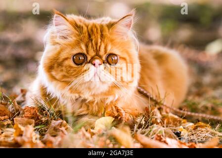 Chat persan rouge avec une laisse marchant dans la cour. Banque D'Images