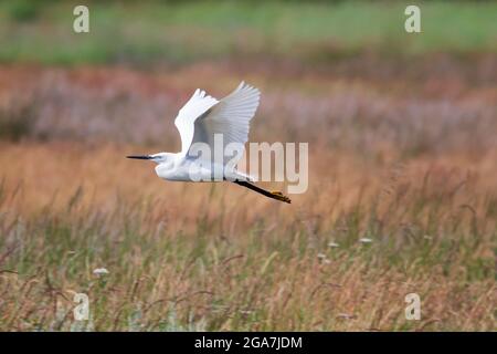 Little Egret (Egretta garzetta) en vol au-dessus de la Lune à Lancashire, en Angleterre Banque D'Images