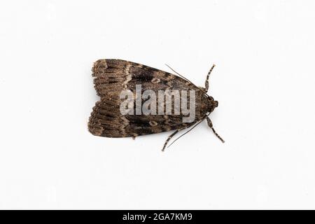 Moth sous-aile en cuivre (Amphipyra pyramidea) Banque D'Images
