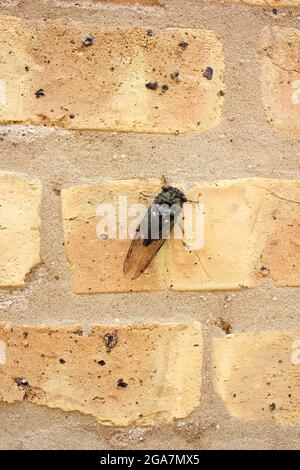 Une cicada annuelle commune adulte reposant sur un mur de briques lors d'une belle journée ensoleillée d'été. Banque D'Images