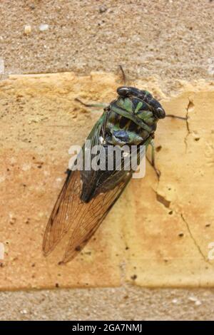 Une cicada annuelle commune adulte reposant sur un mur de briques lors d'une belle journée ensoleillée d'été. Banque D'Images