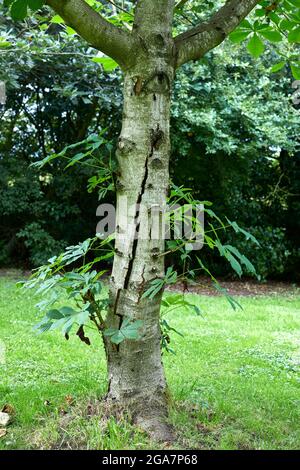 Arbre de Chestnut de jeune cheval montrant la division du tronc malade Banque D'Images