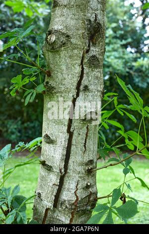 Arbre de Chestnut de jeune cheval montrant la division du tronc malade Banque D'Images