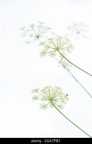 Fleurs persil de vache Banque D'Images