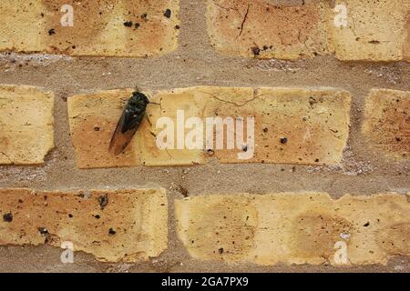 Une cicada annuelle commune adulte reposant sur un mur de briques lors d'une belle journée ensoleillée d'été. Banque D'Images
