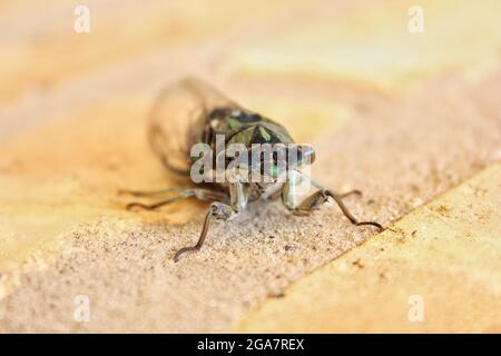 Une cicada annuelle commune adulte reposant sur un mur de briques lors d'une belle journée ensoleillée d'été. Banque D'Images