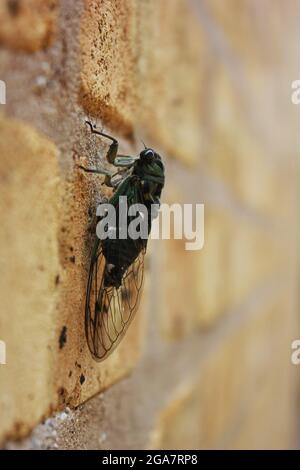 Une cicada annuelle commune adulte reposant sur un mur de briques lors d'une belle journée ensoleillée d'été. Banque D'Images