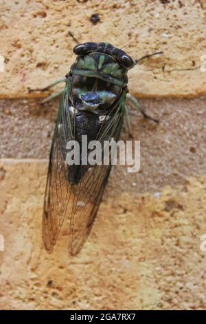 Une cicada annuelle commune adulte reposant sur un mur de briques lors d'une belle journée ensoleillée d'été. Banque D'Images