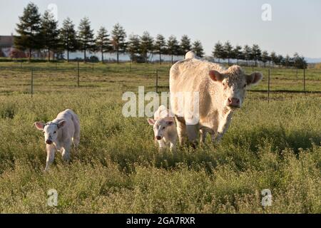 Charolais Cow, 1 semaine de veaux jumeaux se nourrissant au champ. Banque D'Images