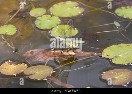 Une femelle Emperor libellule Anax imperméable pondre des oeufs sur les plantes d'étang UK Banque D'Images