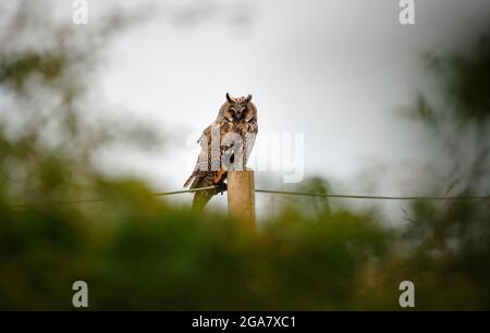 Long hibou élevé poussins perchés dans l'arbre appelant à être nourri Banque D'Images