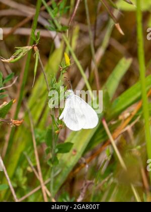 Bois papillon blanc - Leptidea sinapis au repos. Banque D'Images