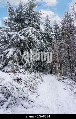 Snow laden chemin dans un beau bois dans la campagne anglaise Banque D'Images
