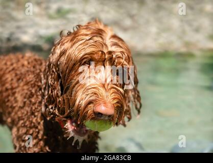 Labradoodle chien dans la rivière avec balle de tennis dans la bouche et la fourrure humide goutte à goutte. Un temps de jeu avec un chien féminin se faisant chercher et nageant lors d'une journée ensoleillée. Chien en mouvement. Banque D'Images