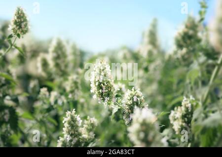 Plante de menthe catadiale surcultivée en pleine floraison, à l'extérieur, un jour ensoleillé. Foyer sélectif au centre sur les petites pointes de fleurs blanches avec folia défocused et abstraite Banque D'Images