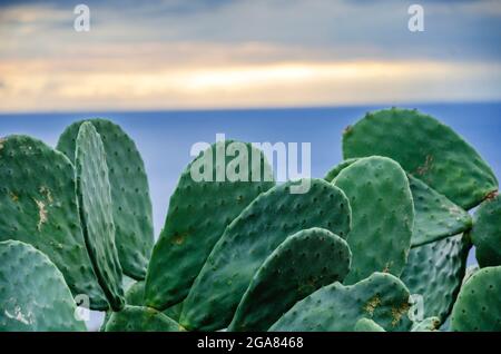 Cactus de poire pickly avec des fruits appelés aussi Opuntia, ficus-indica, figuier indien opuntia, figue barbaire, thon, croissance près de la mer en été. Banque D'Images