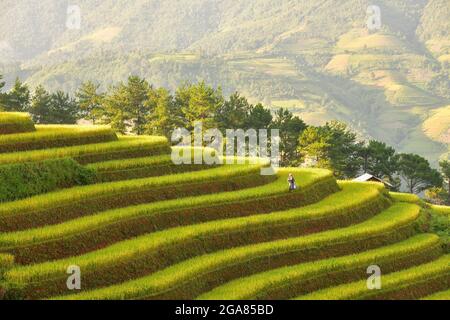 Champs de riz vert en terrasse à Mu cang Chai, Vietnam champ de riz Banque D'Images