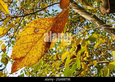 Noyer, Juglans regia, en automne Banque D'Images