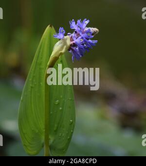 Une merveilleuse herbe de brochet en fleurs Banque D'Images