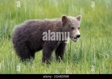 un CUB d'un an en ours brun côtier, debout dans un pré, le ruisseau Silver Salmon, le parc national et réserve du lac Clark, en Alaska Banque D'Images