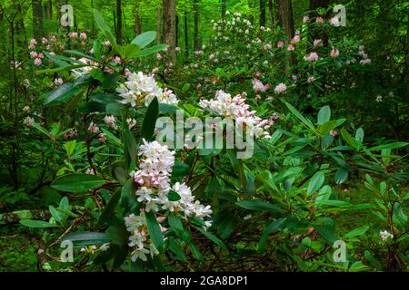 Rhododendron, Rhododendron maximum, également connu sous le nom de Great Laurel et Rosebay floraison en juillet dans la forêt de l'État du Delaware dans le Pocono de Pennsylvani'a Banque D'Images