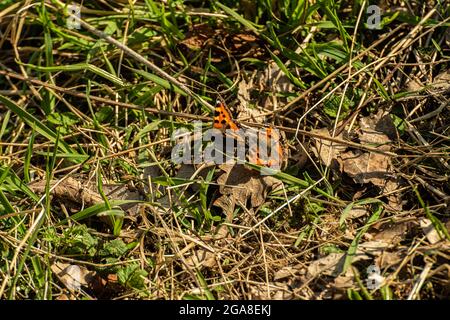 Deux petits tortoiseshell Aglais urticae jouant dans l'herbe Banque D'Images